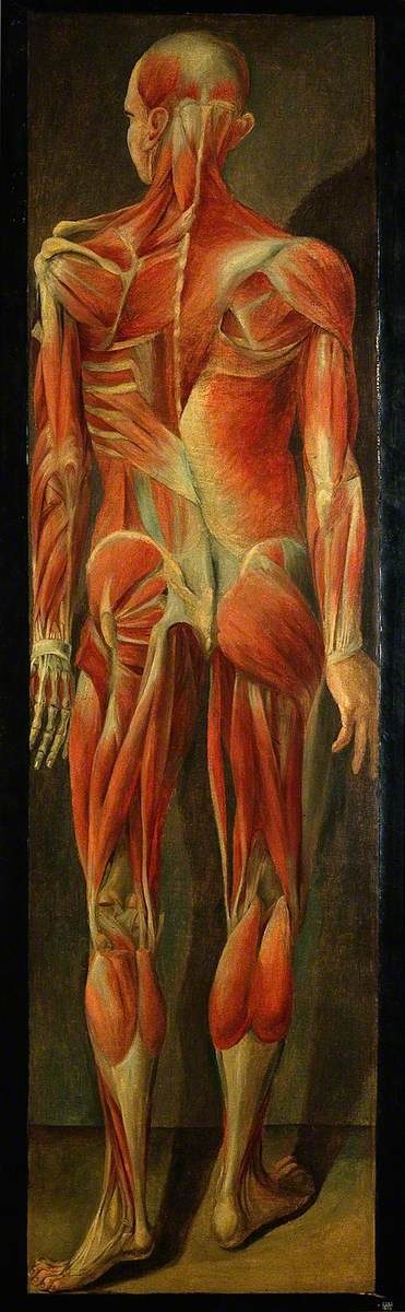 Old colour print of a skinless figure seen from behind